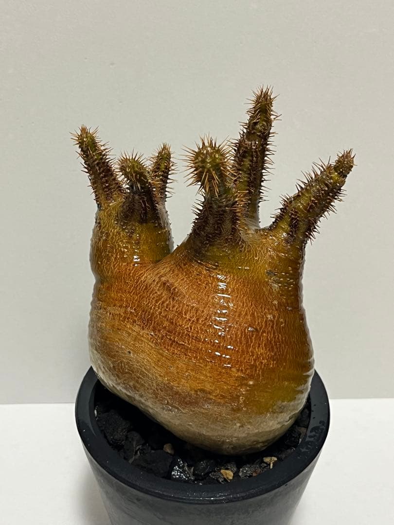 パキポディウム・グラキリス　ダブルヘッド　赤肌　緑肌　現地球