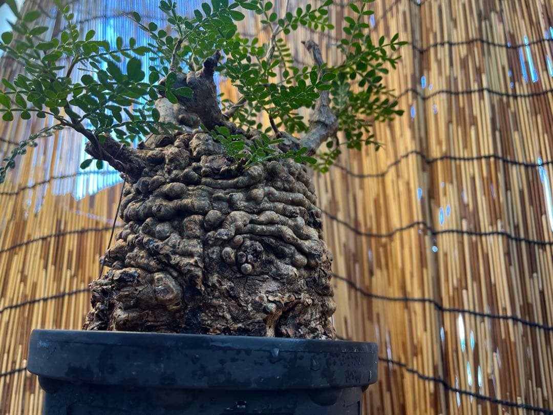 ✨✨✨オペクリカリアパキプス【麗イボ系◎王塊根形】検索/パキプス