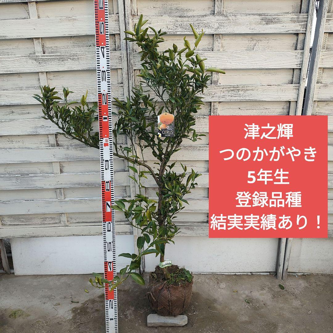 津之輝 つのかがやき 5年生 苗木 登録品種 結実実績あり！