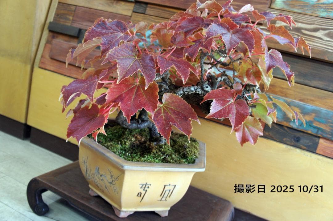 盆栽 『蔦(ツタ)』 インテリア 観葉植物 ガーデニング 園芸 アート b188