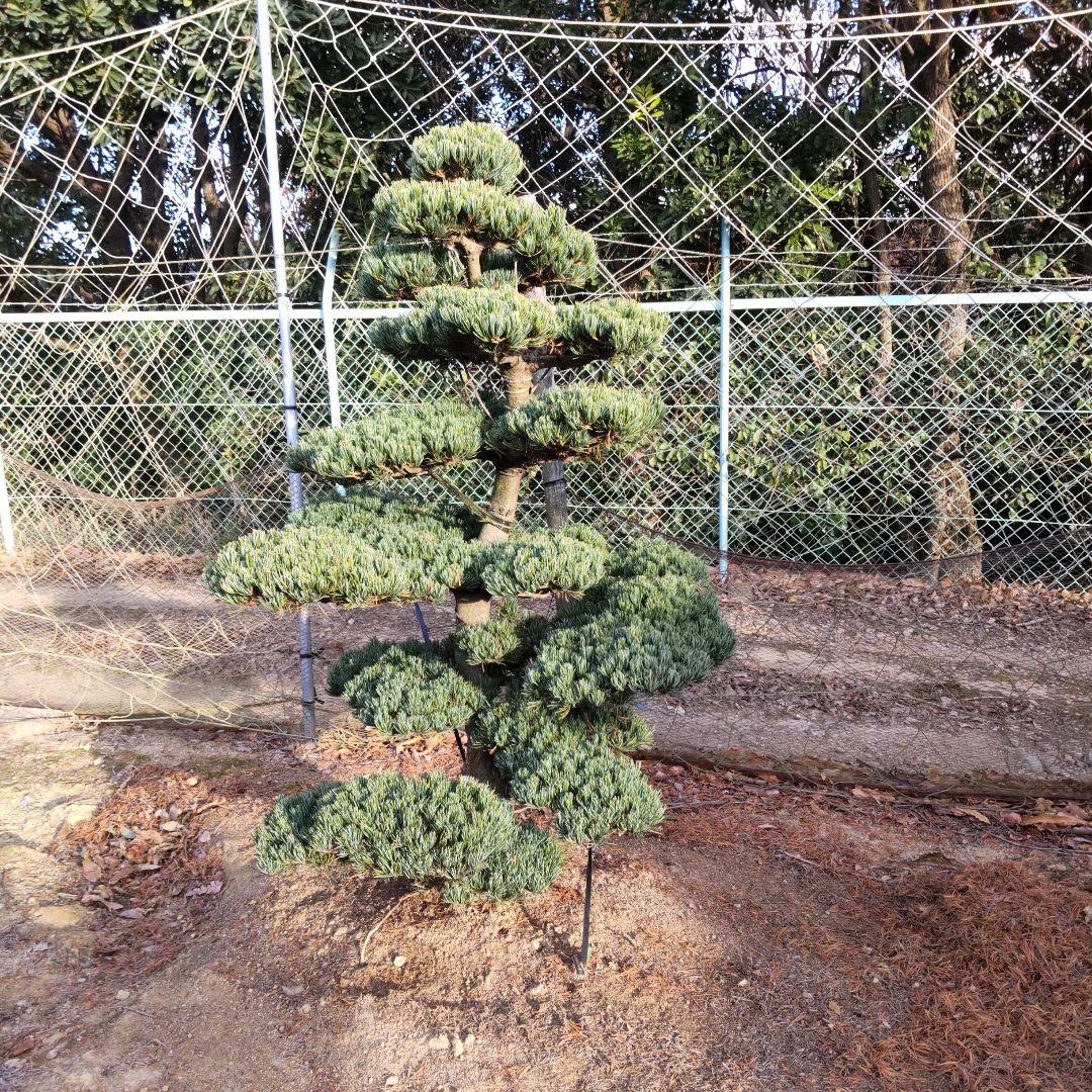 八房 五葉松 樹高140cm ◆ 引き取り限定価格❗️