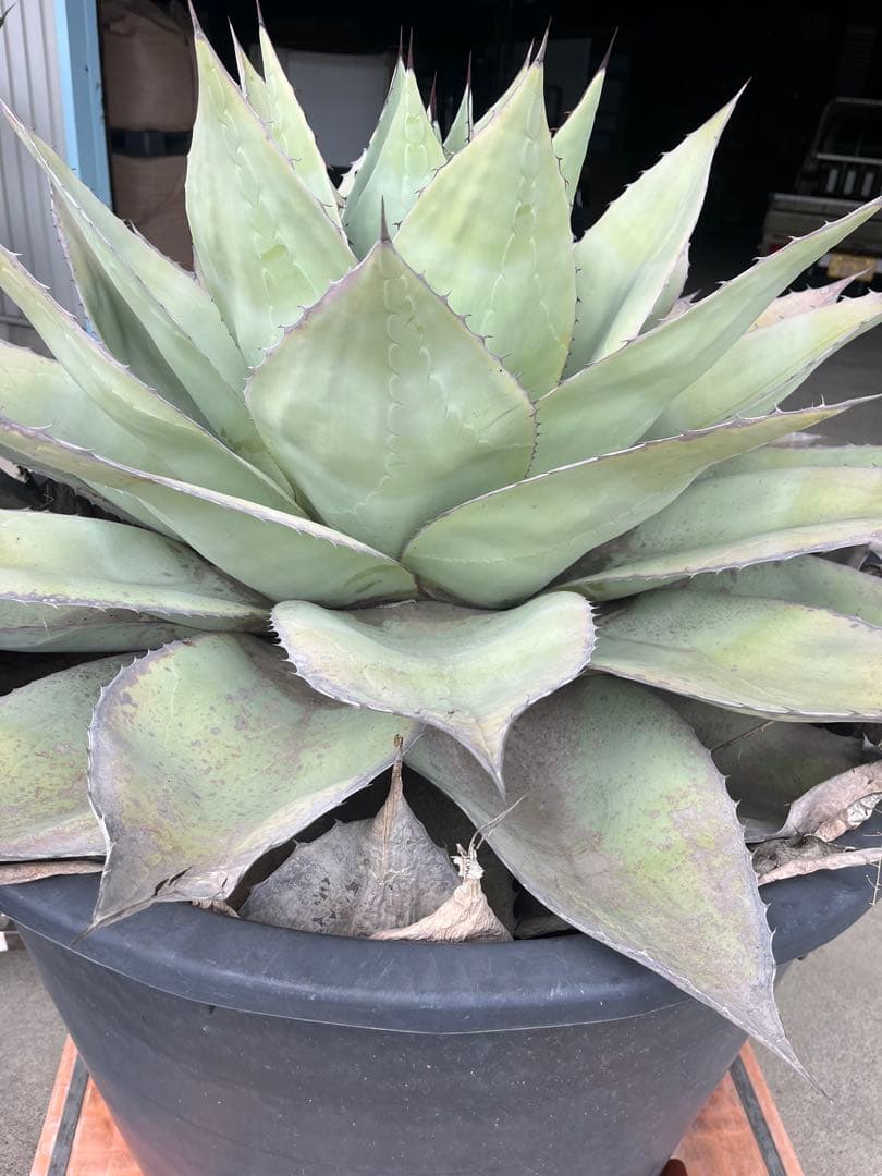 アガベ　オバティフォリア