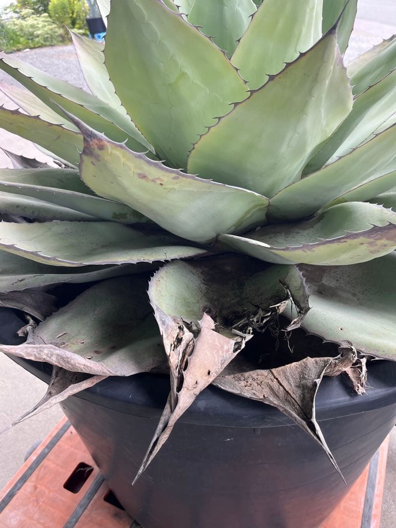 アガベ　オバティフォリア