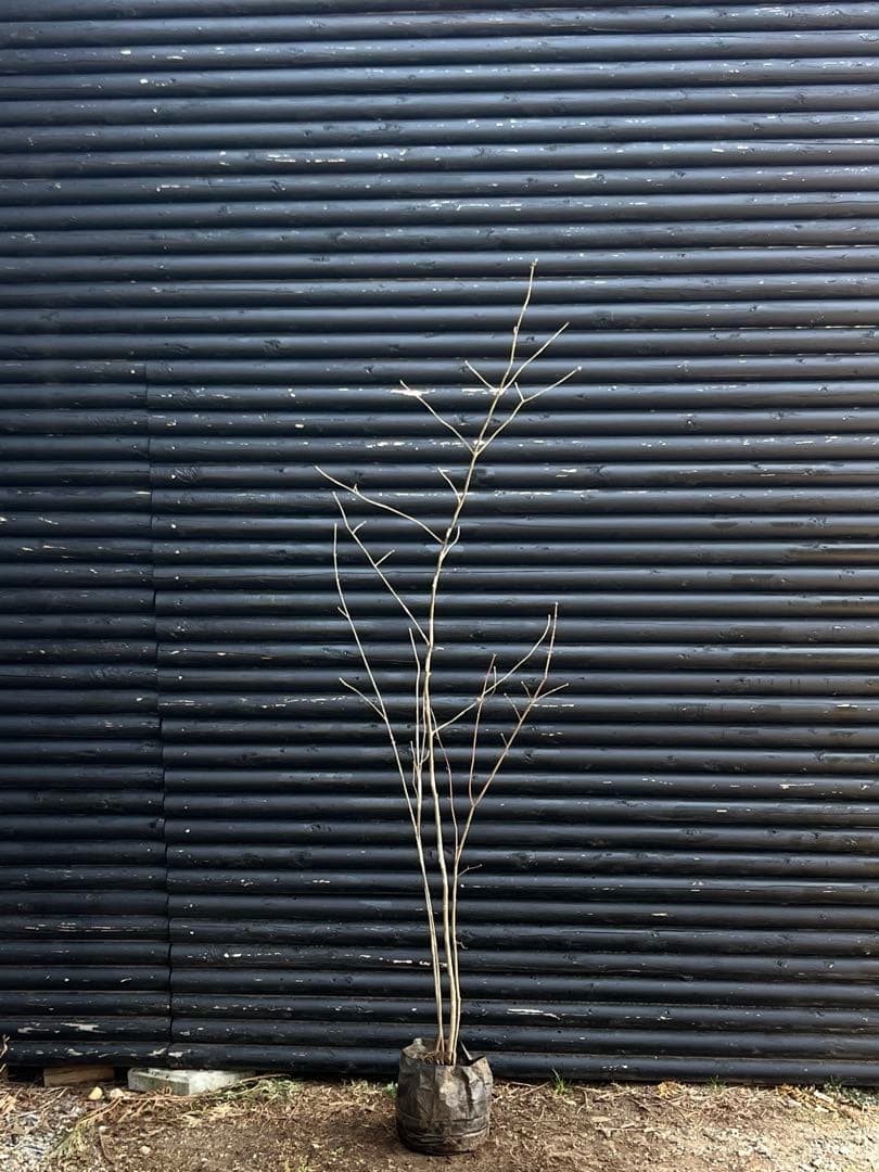 山採り天然　アオダモ　山紅葉混合株　13