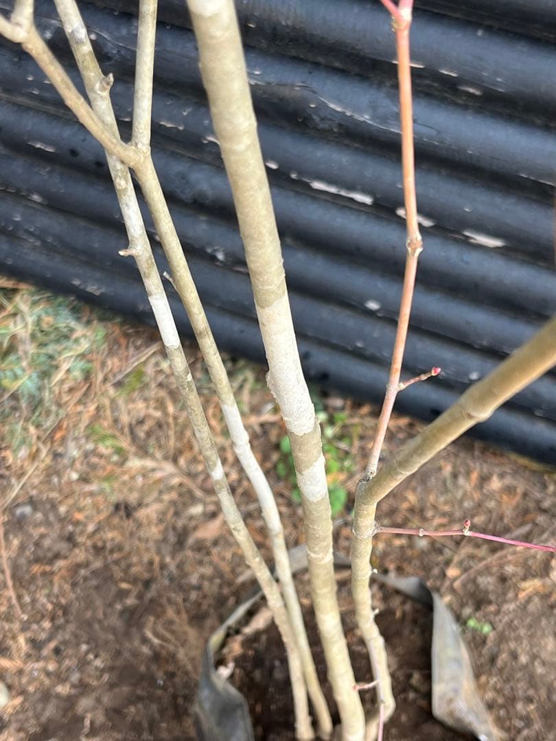 山採り天然　アオダモ　山紅葉混合株　13