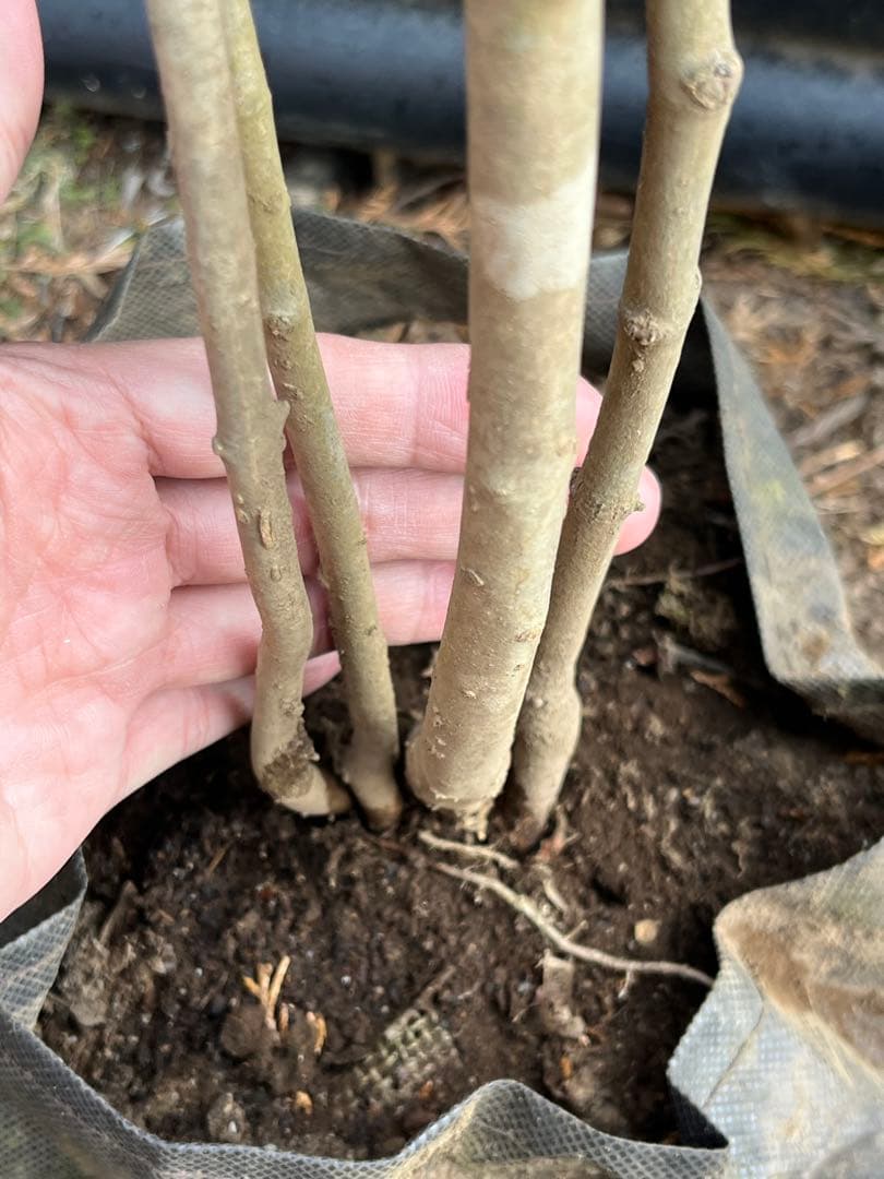 山採り天然　アオダモ　山紅葉混合株　13