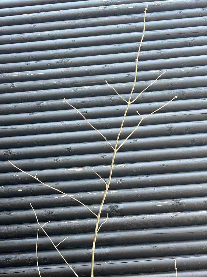 山採り天然　アオダモ　山紅葉混合株　13