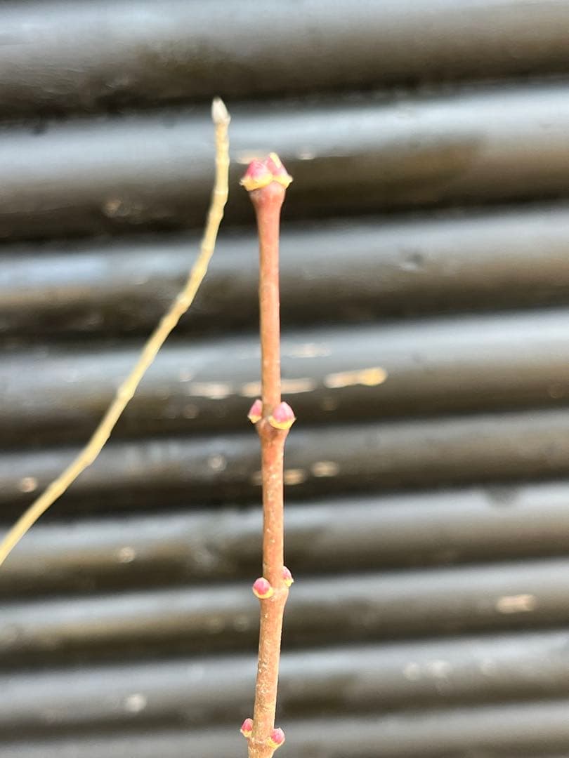 山採り天然　アオダモ　山紅葉混合株　13