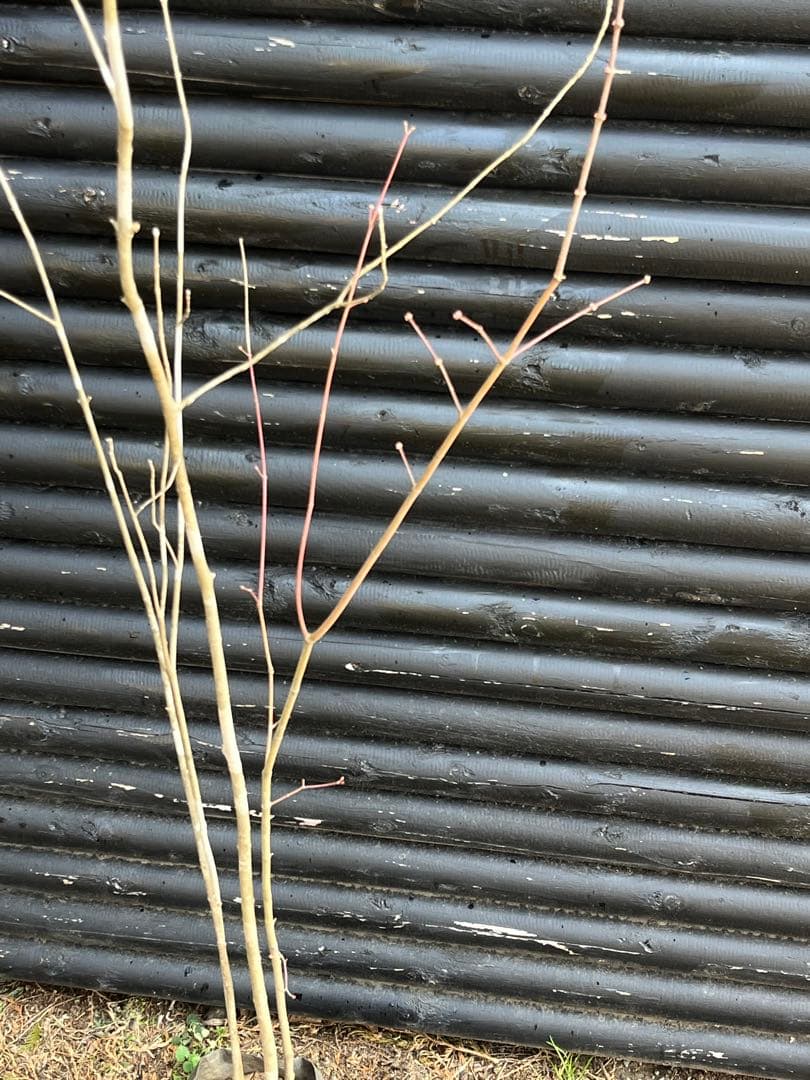 山採り天然　アオダモ　山紅葉混合株　13