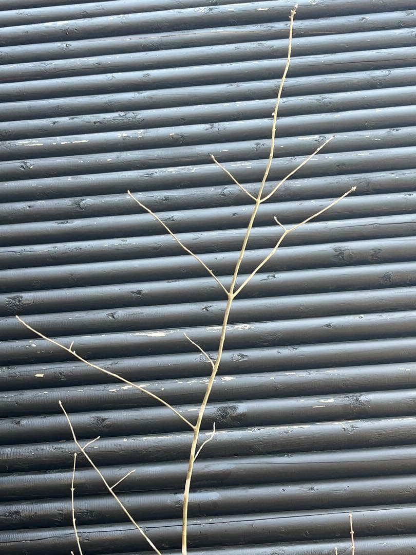 山採り天然　アオダモ　山紅葉混合株　13