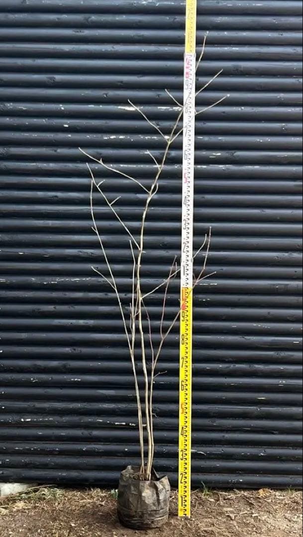 山採り天然　アオダモ　山紅葉混合株　13