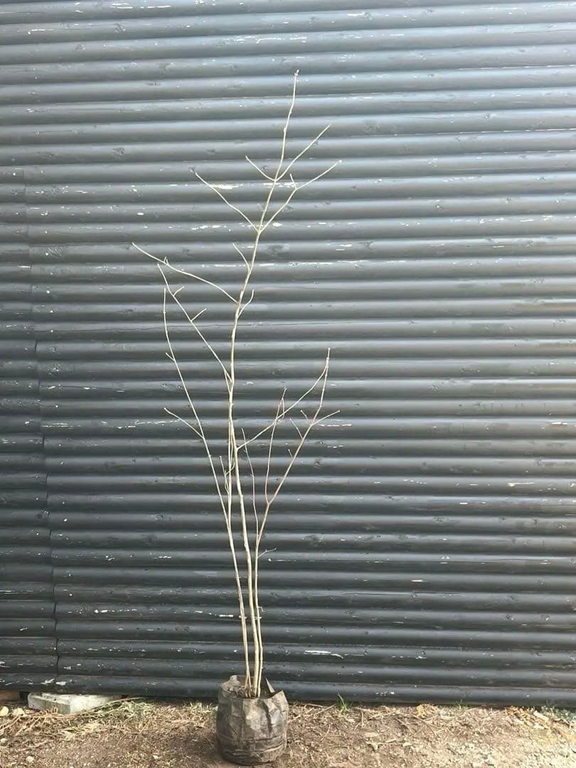 山採り天然　アオダモ　山紅葉混合株　13