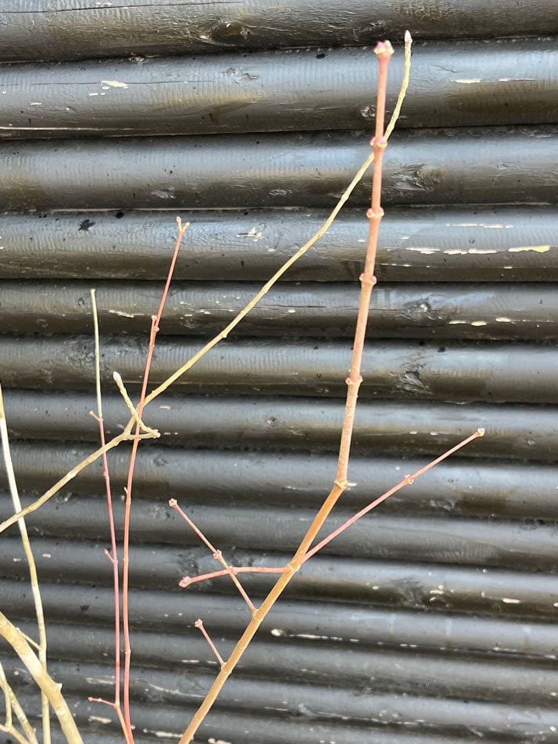 山採り天然　アオダモ　山紅葉混合株　13