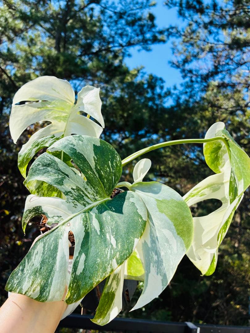 【発根活着済 斑入りモンステラ 】ボルシギアナ ホワイトタイガ