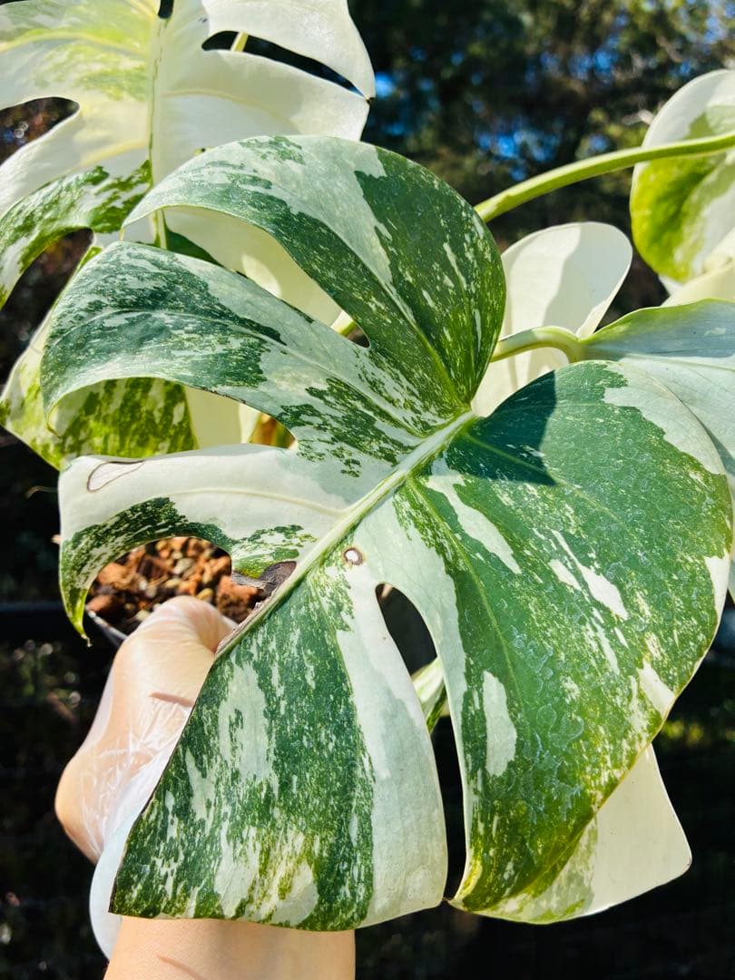 【発根活着済 斑入りモンステラ 】ボルシギアナ ホワイトタイガ