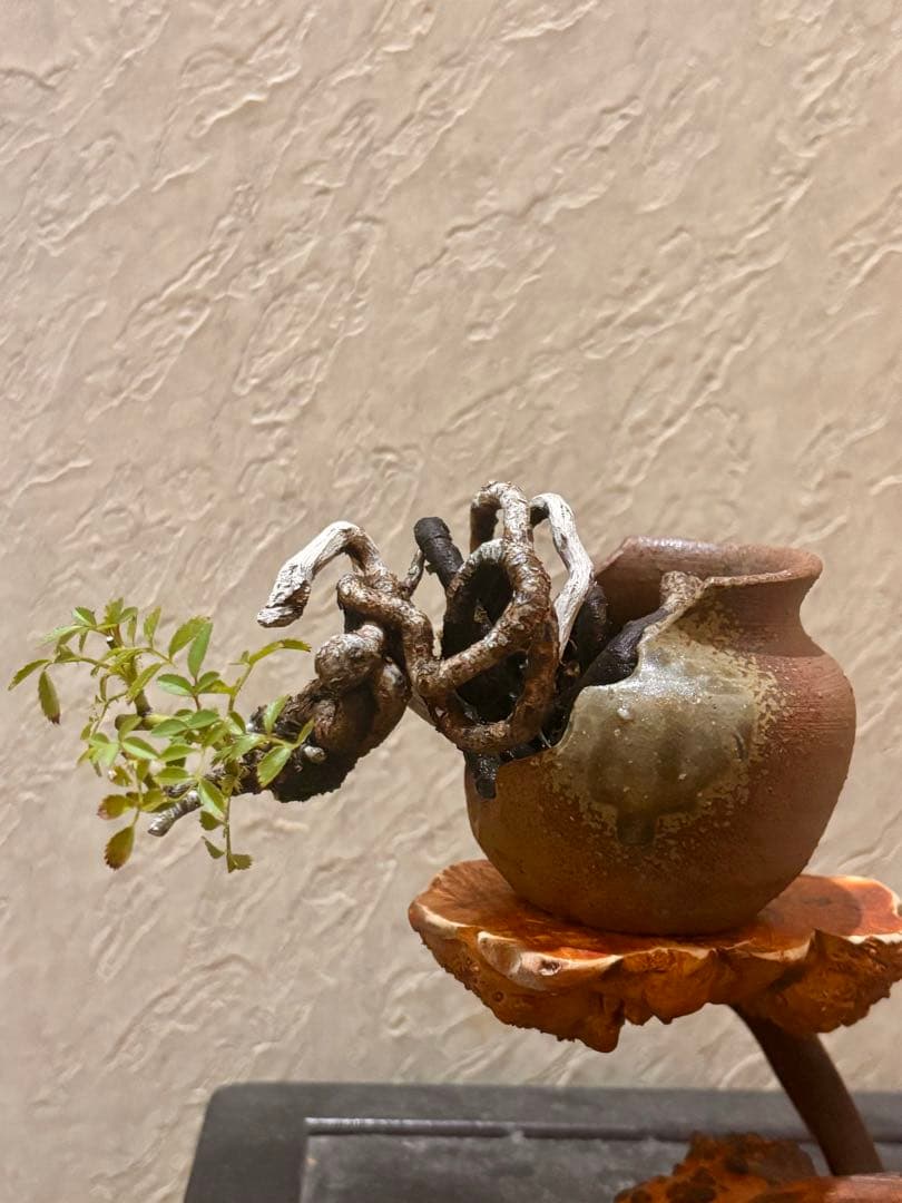 上下5㎝　根上がり　神入り　野薔薇　雅　ミニバラ　小品盆栽　真柏　黒松　紅葉　楓