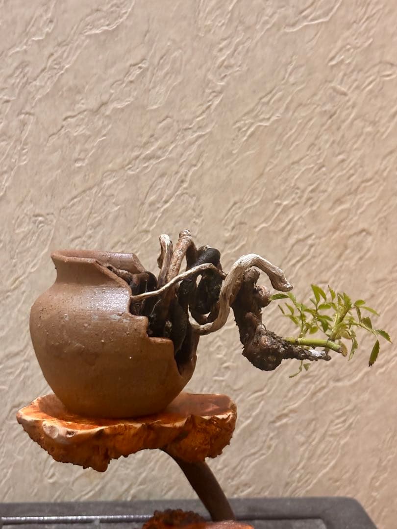 上下5㎝　根上がり　神入り　野薔薇　雅　ミニバラ　小品盆栽　真柏　黒松　紅葉　楓