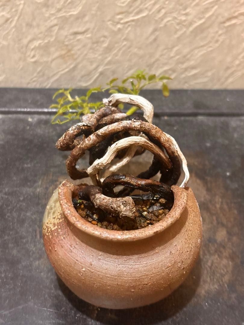 上下5㎝　根上がり　神入り　野薔薇　雅　ミニバラ　小品盆栽　真柏　黒松　紅葉　楓