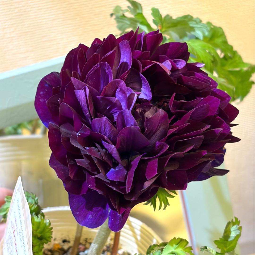 真紀様　確認用　レバンテ　紫系