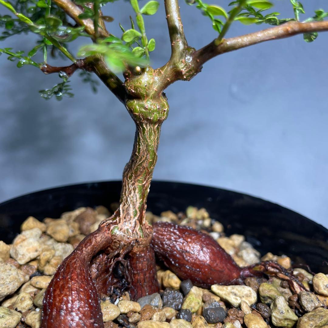 p*o様 【良株】オペルクリカリア・パキプス60