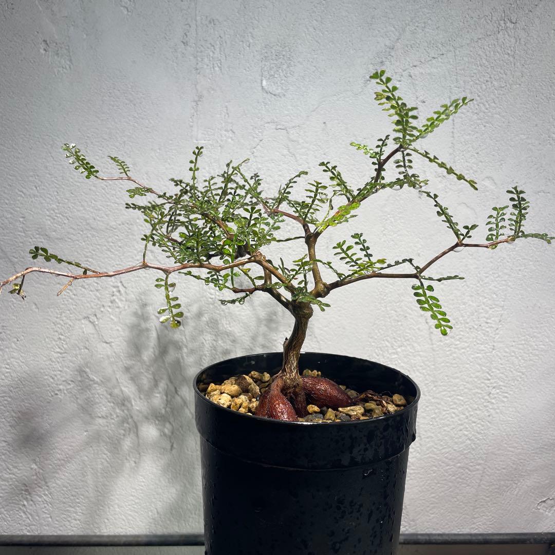 p*o様 【良株】オペルクリカリア・パキプス60