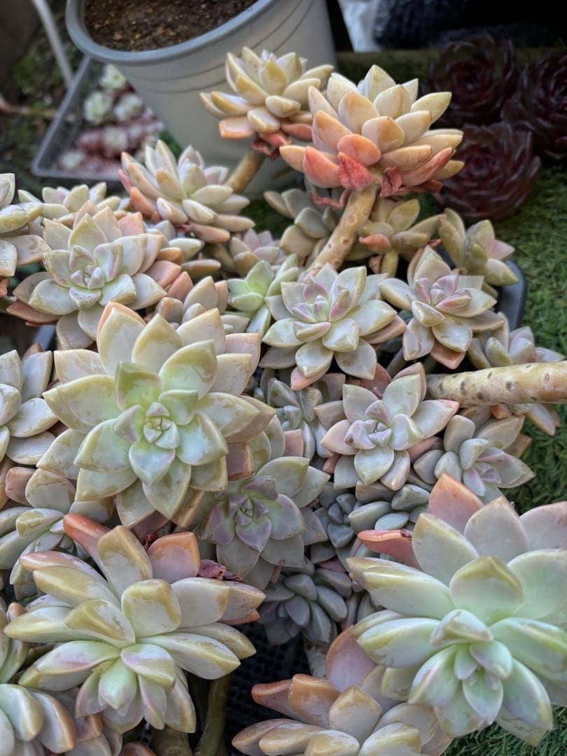 多肉植物　淡雪3株