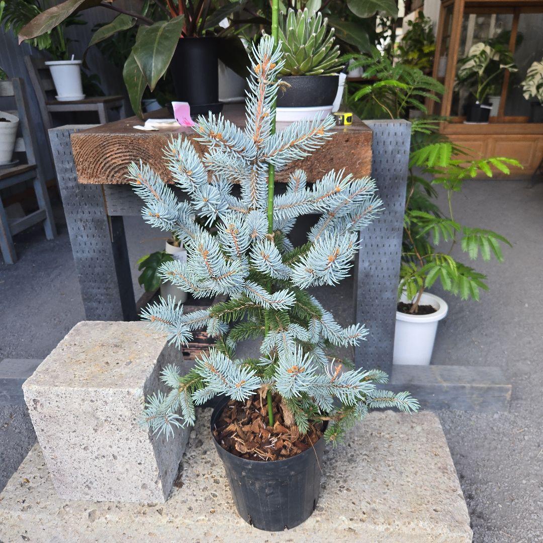 ②　プンゲンス　トウヒ　ホプシー７号　最高等級極上品‼️