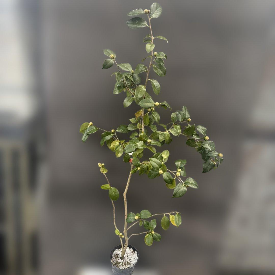 友久様ご確認苗　加茂本阿弥と四ヶ村