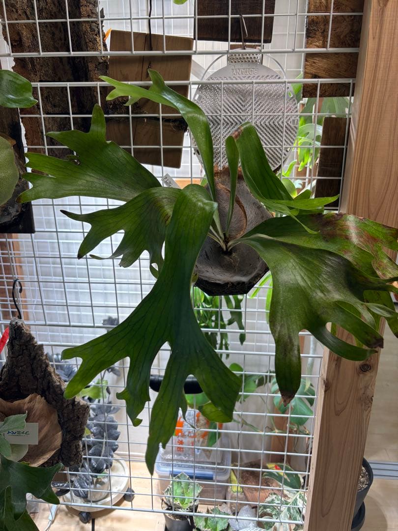 【kotaroさん専用】kotaroさんセット4株