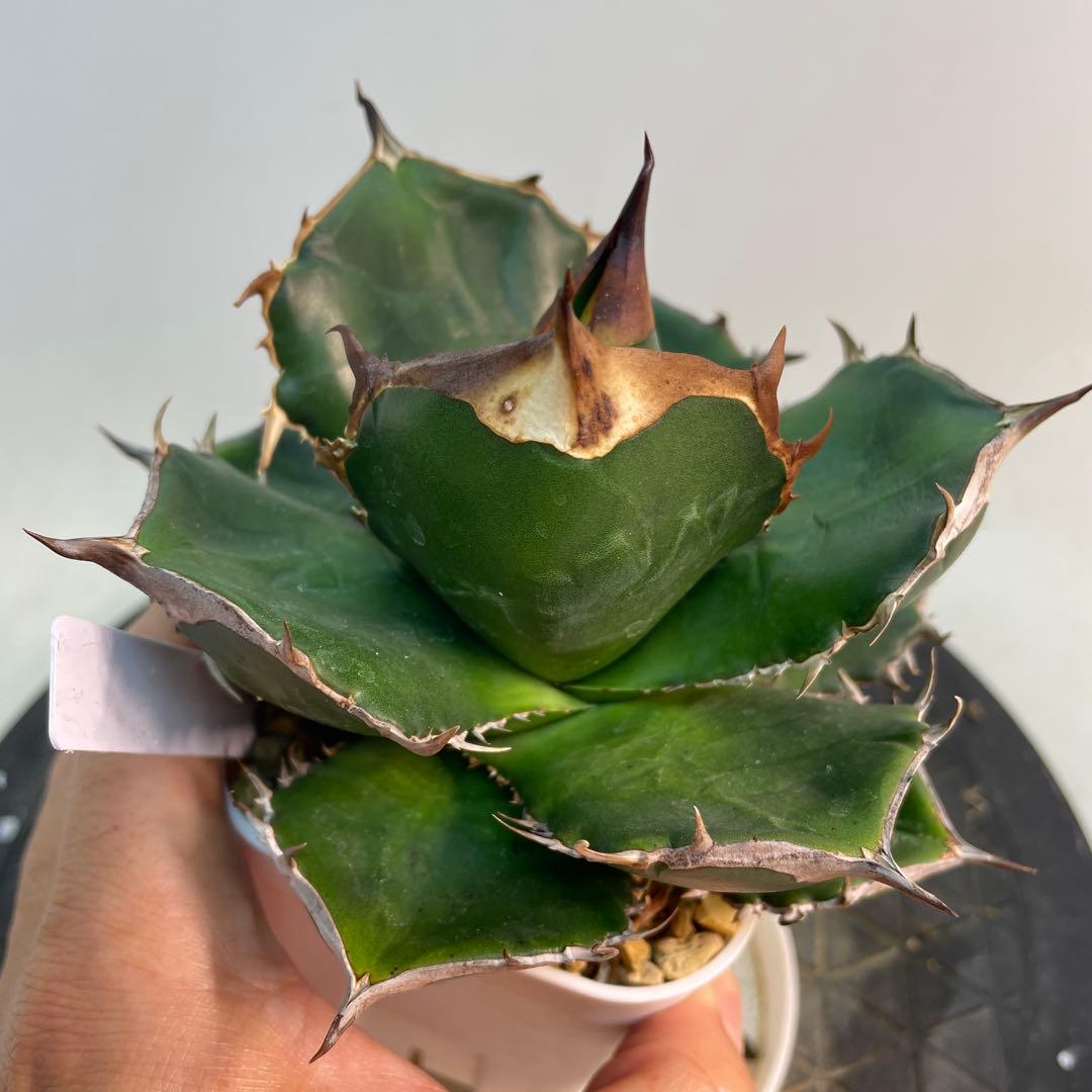 アガベ　チタノタ　‘Fo76 green’ ツヤ緑葉　/ 巌竜 　珍品