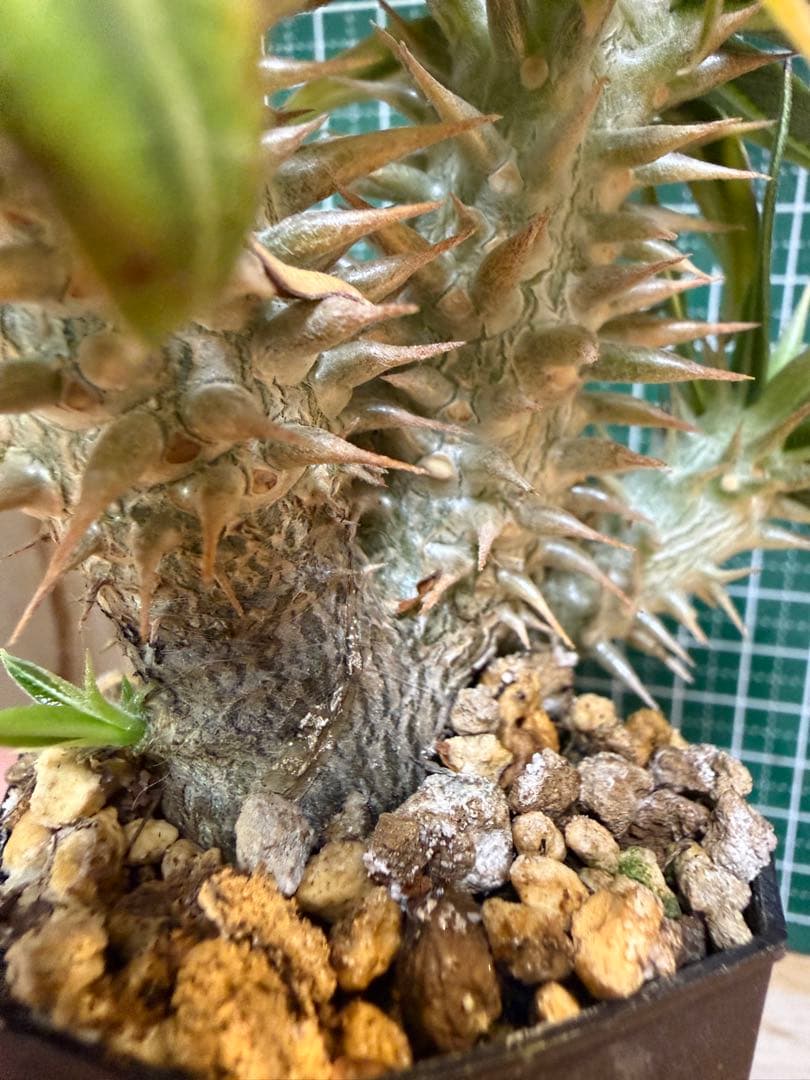 パキポディウム グラキリス　3頭プラス1 有望実生 株