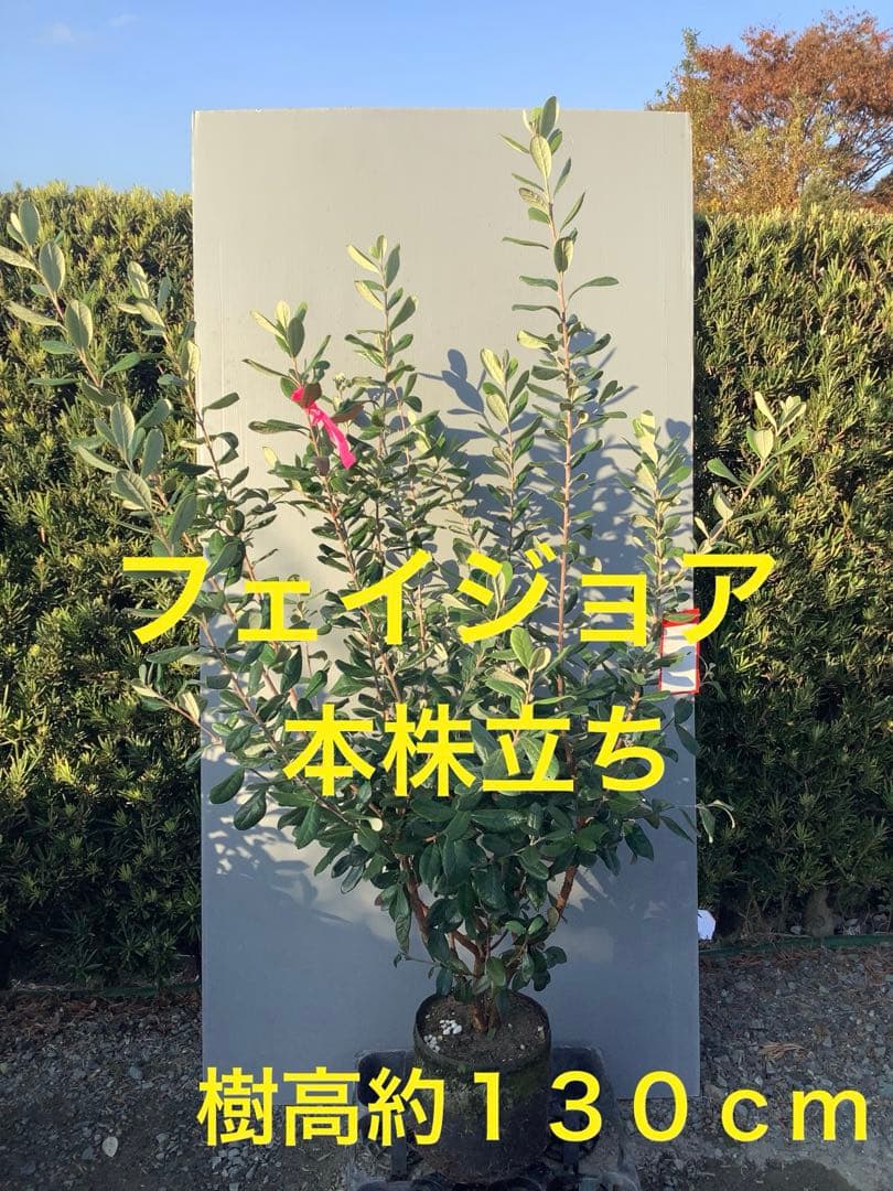 7-34果樹【フェイジョア　本株立ち】樹高約130cm【送料込み】