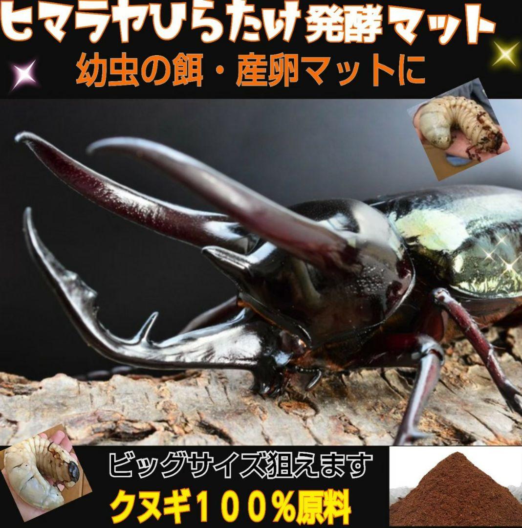 デカクなりすぎ注意！80リットル☆ヒマラヤひらたけ発酵カブトムシマット栄養価抜群