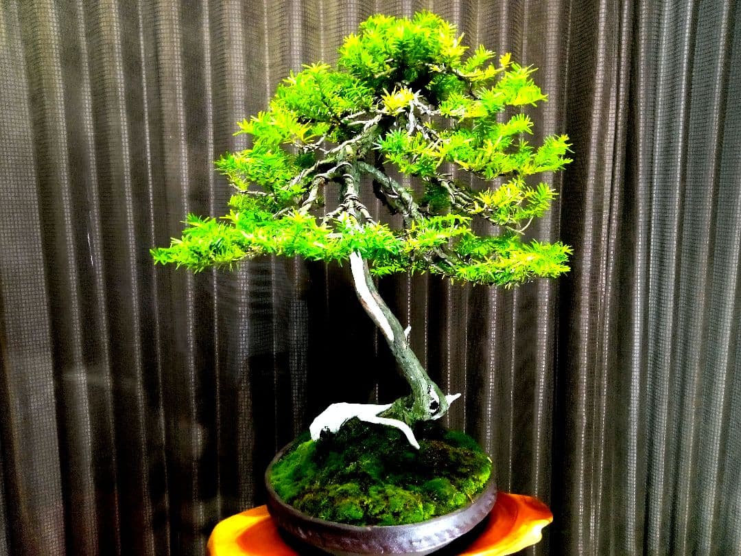 【大品　山採り 一位盆栽】　　⭕足元に注目❗　真柏…