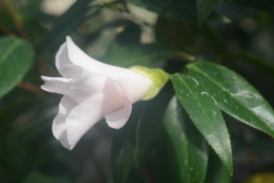 【user_089a169c様ご注文苗】その１