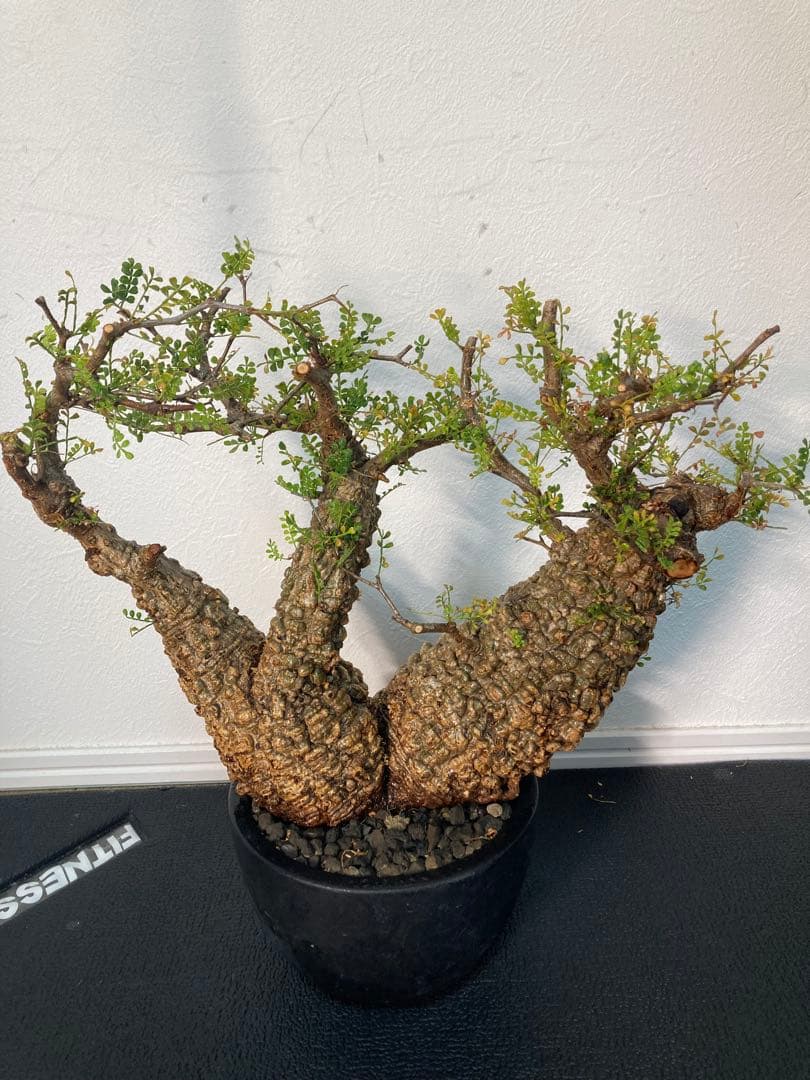 オペルクリカリア パキプス ボコ肌 双頭 発根済み