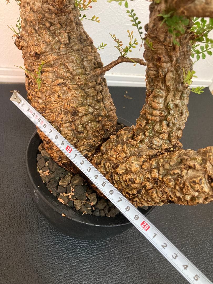 オペルクリカリア パキプス ボコ肌 双頭 発根済み