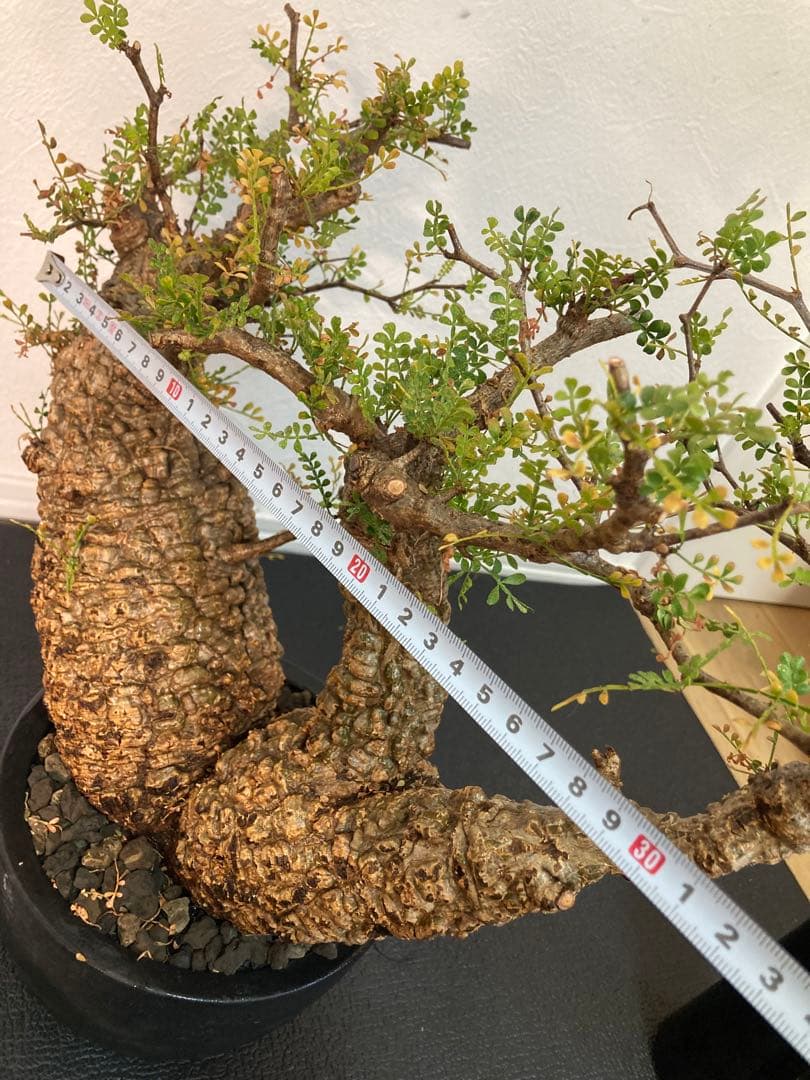 オペルクリカリア パキプス ボコ肌 双頭 発根済み