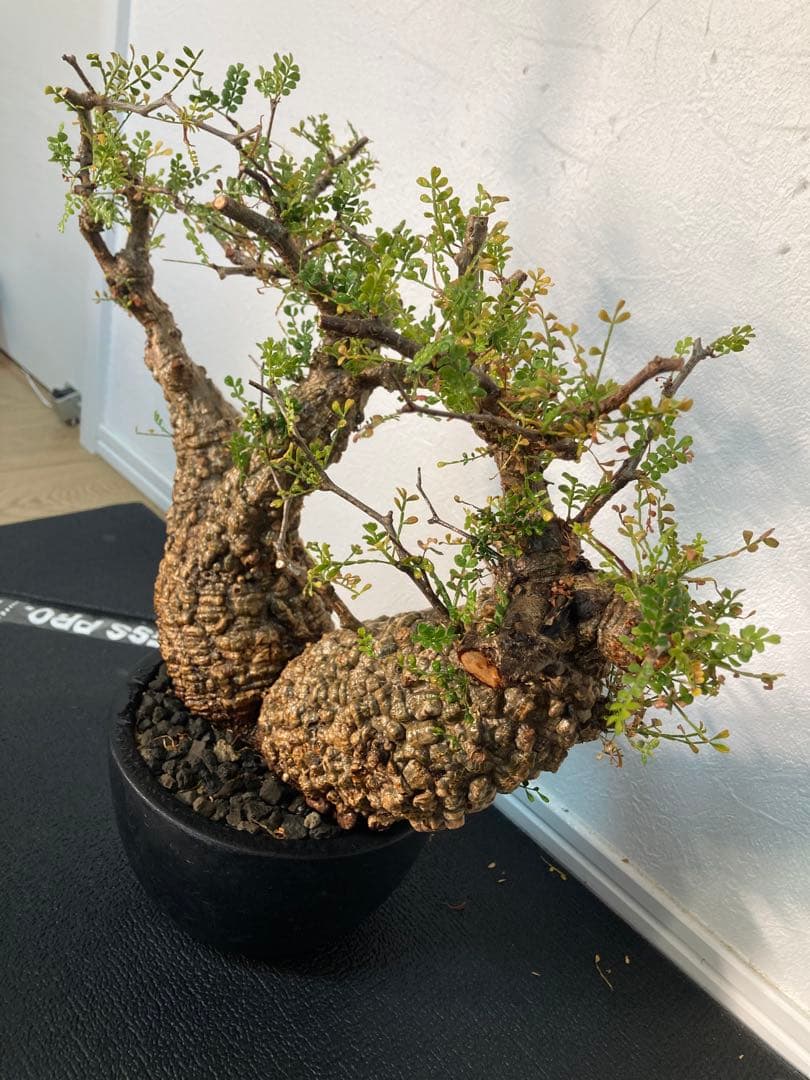 オペルクリカリア パキプス ボコ肌 双頭 発根済み