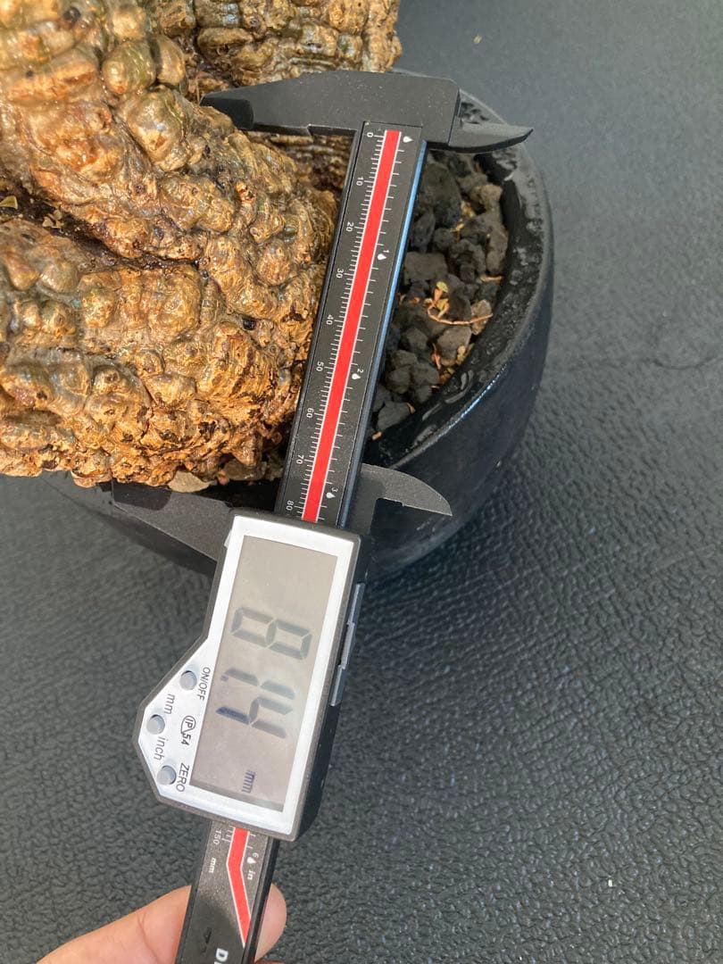 オペルクリカリア パキプス ボコ肌 双頭 発根済み