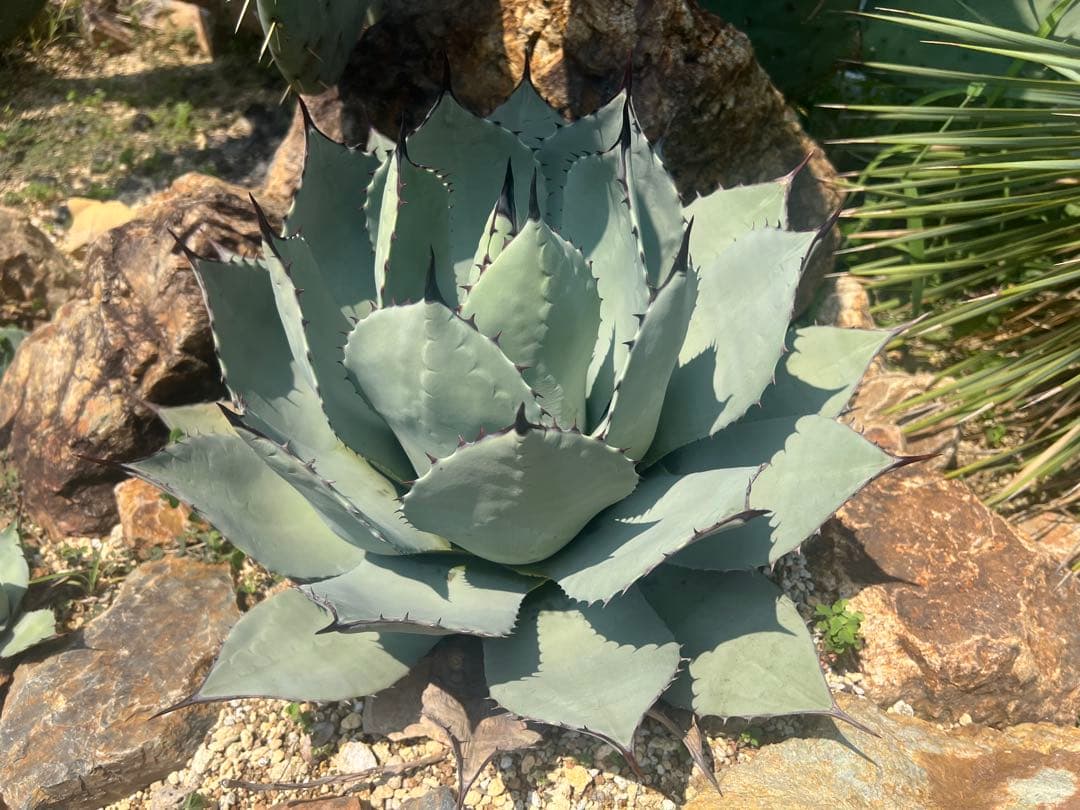 アガべ　パリー吉祥天　超特大