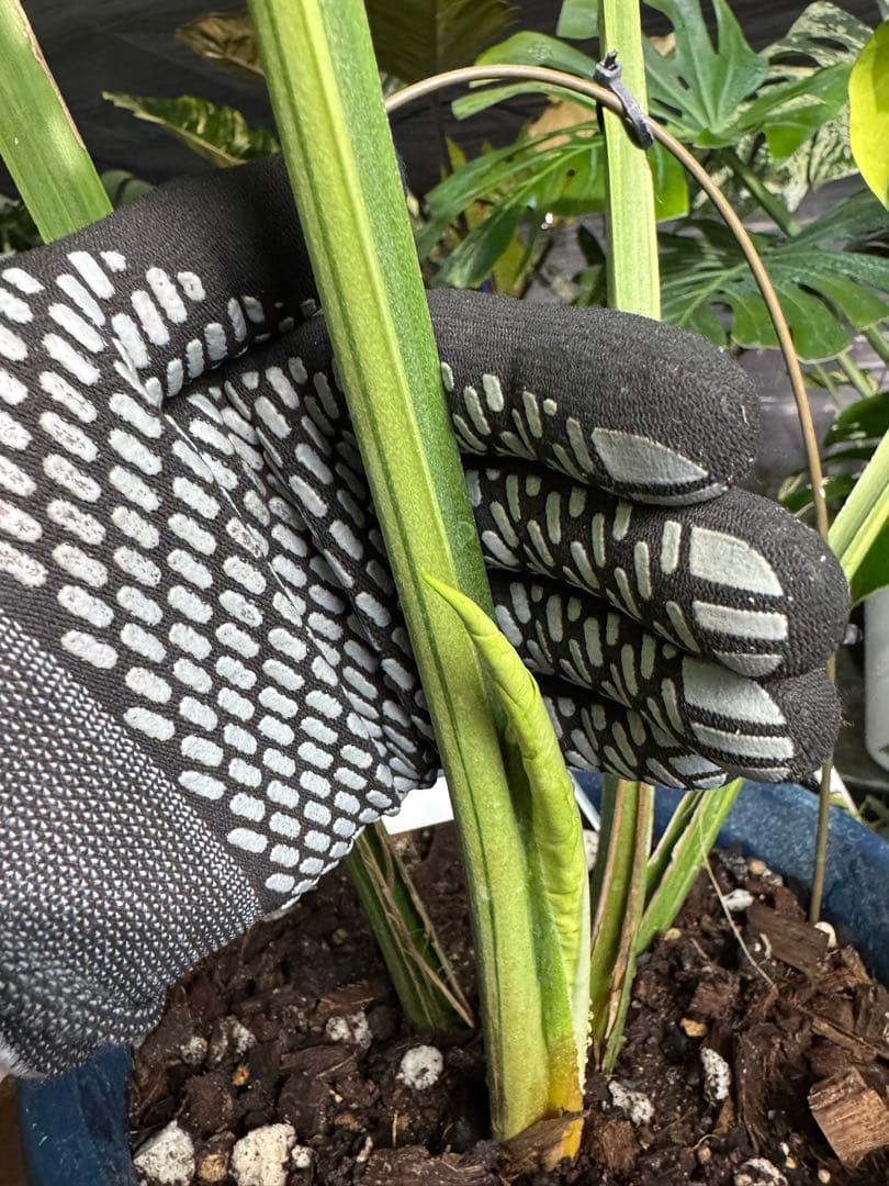 モンステラ　デリシオーサ　オシャンミント　マスターピース　美斑入り