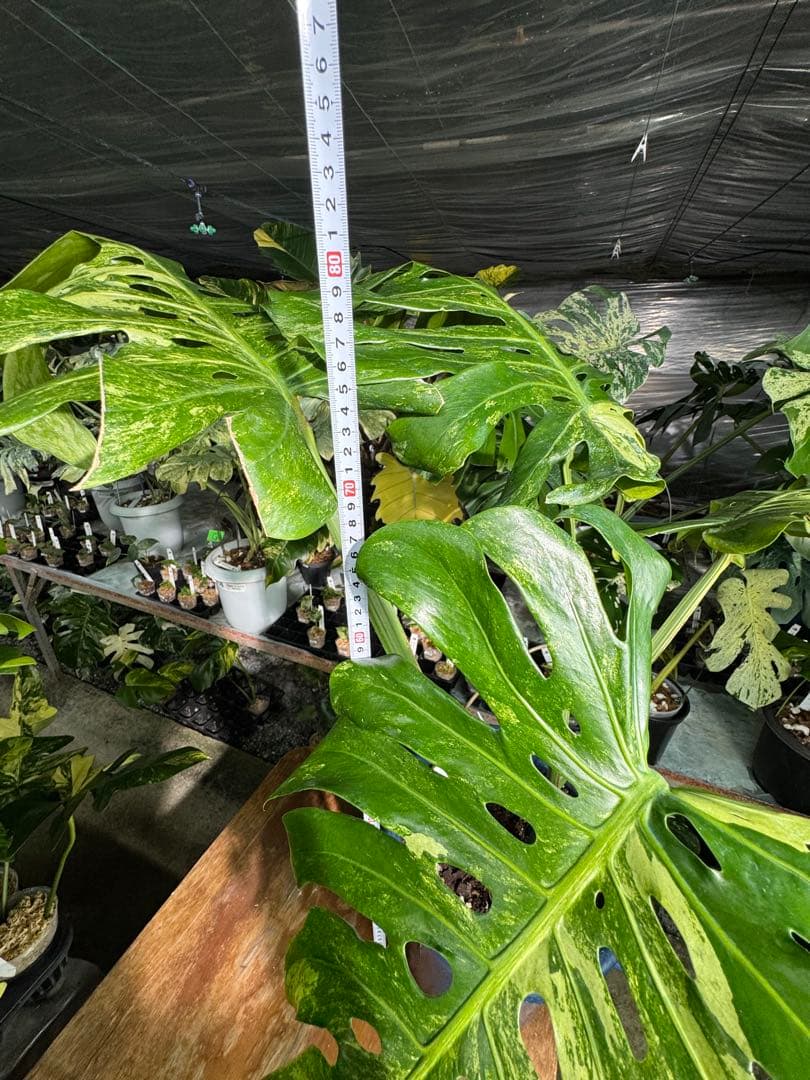 モンステラ　デリシオーサ　オシャンミント　マスターピース　美斑入り