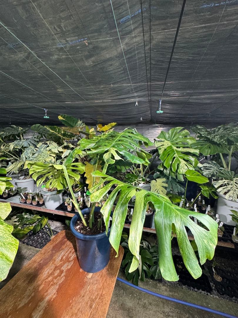 モンステラ　デリシオーサ　オシャンミント　マスターピース　美斑入り