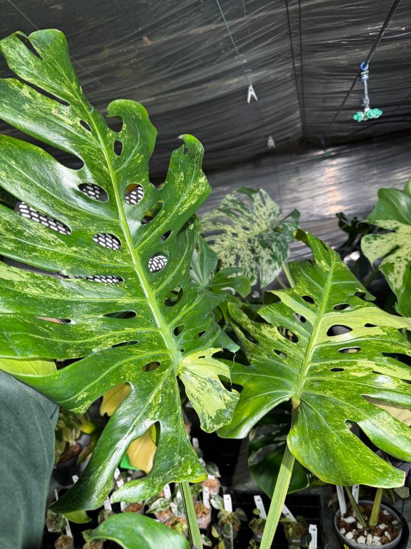 モンステラ　デリシオーサ　オシャンミント　マスターピース　美斑入り