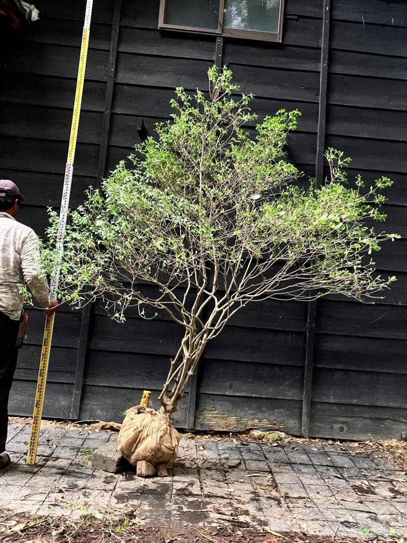 山採り　ドウダンツツジ　特大