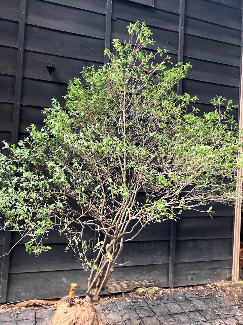 山採り　ドウダンツツジ　特大