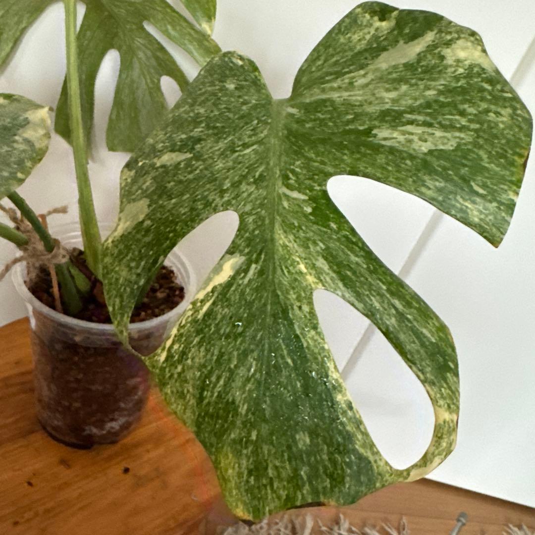 ＊モンステラ＊プラチナム＊