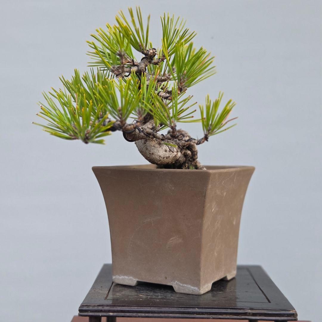 黒松ら[根上がり模様木]　小品盆栽