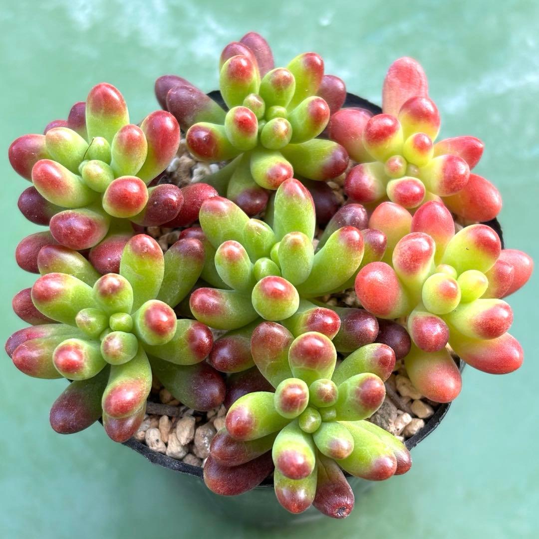 多肉　ルビーティント　カット苗